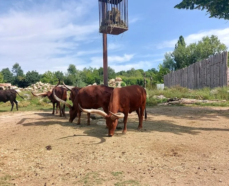 Safari, jezero, Monte Baldi in kričanje na vlakcih